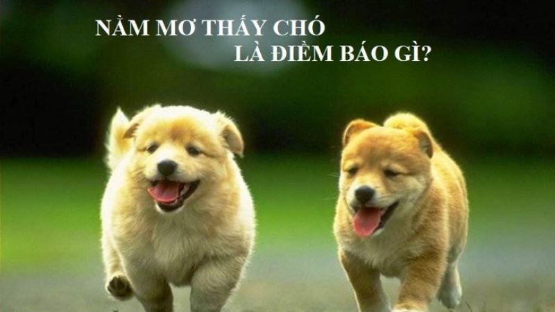 mơ thấy chó