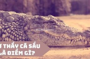 Nằm mơ thấy cá sấu hên hay xui? Các con số ứng với giấc mơ này