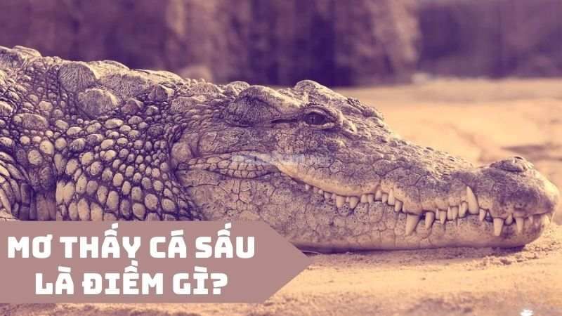 mơ thấy cá sấu