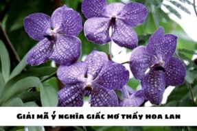 Mơ thấy hoa phong lan đánh số gì?  Giải mã giấc mơ thấy hoa lan