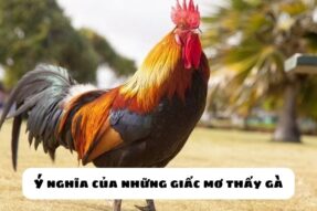 Mơ thấy gà đánh con gì? Ý nghĩa của những giấc mơ gà thường gặp