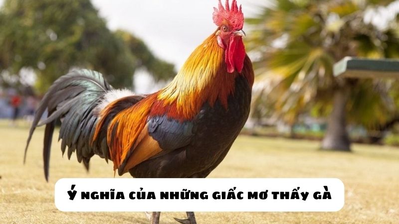 mơ thấy gà đánh con gì