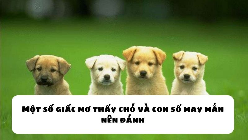Mơ thấy chó đánh lô đề con gì?