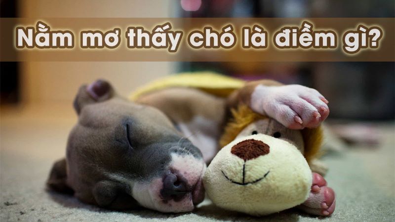 mơ thấy chó đánh con gì