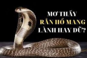 Mơ thấy rắn hổ mang là điềm gì? Đánh số gì dễ trúng