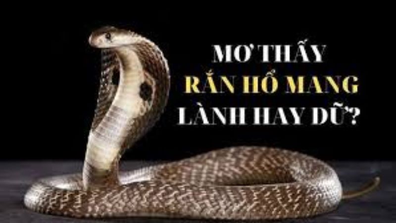 nằm mơ thấy rắn hổ mang 1