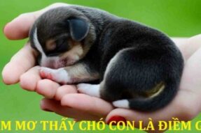 Nằm mơ thấy chó con – Giải mã ý nghĩa và con số may mắn