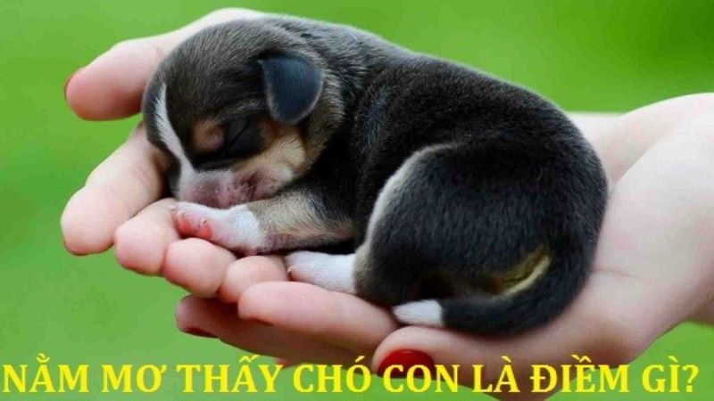 nằm mơ thấy chó con 1