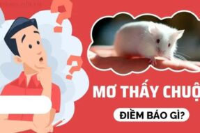 Mơ thấy chuột hên hay xui? Giải mã giấc mơ và con số chính xác