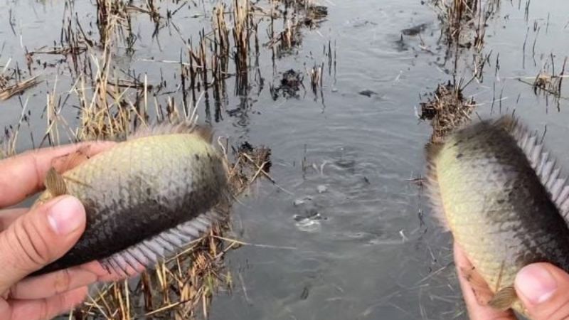 mơ bắt được cá