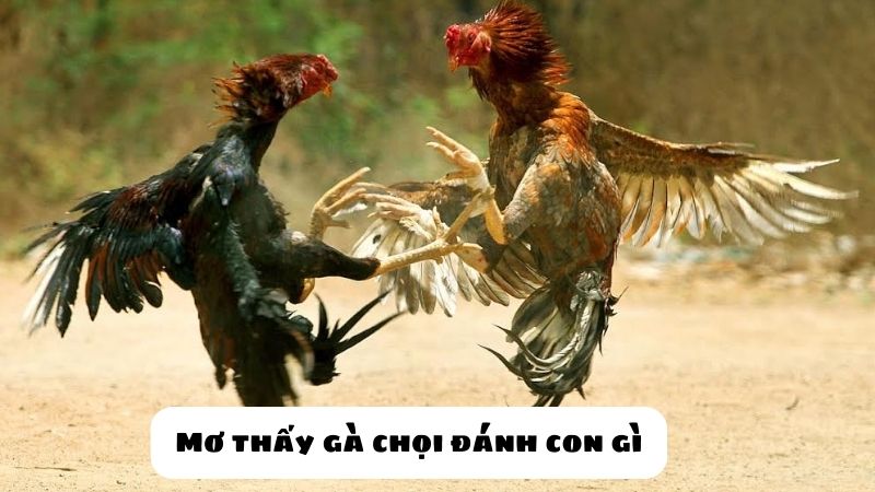mơ thấy gà con