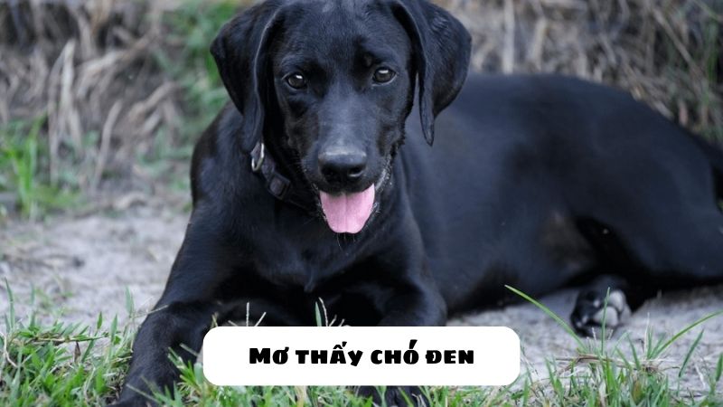 mơ thấy chó con