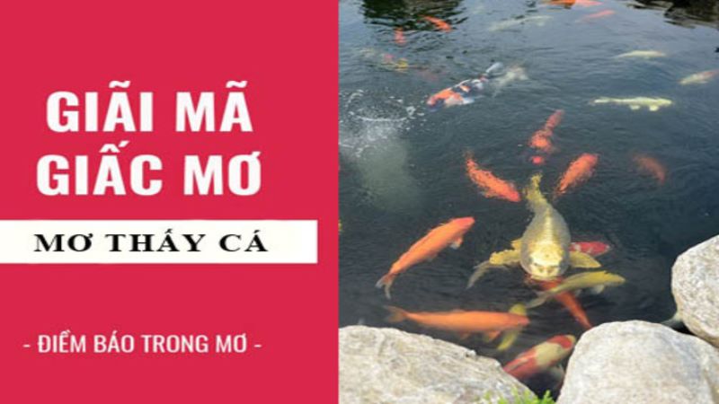 mơ thấy cá đánh con gì