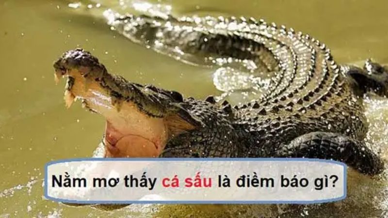 nằm mơ thấy cá sấu 2
