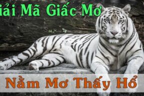 Mơ thấy hổ mang điềm báo gì? Giải mã giấc mơ và con số may mắn
