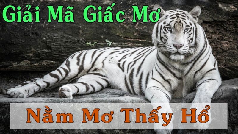 mơ thấy hổ 3