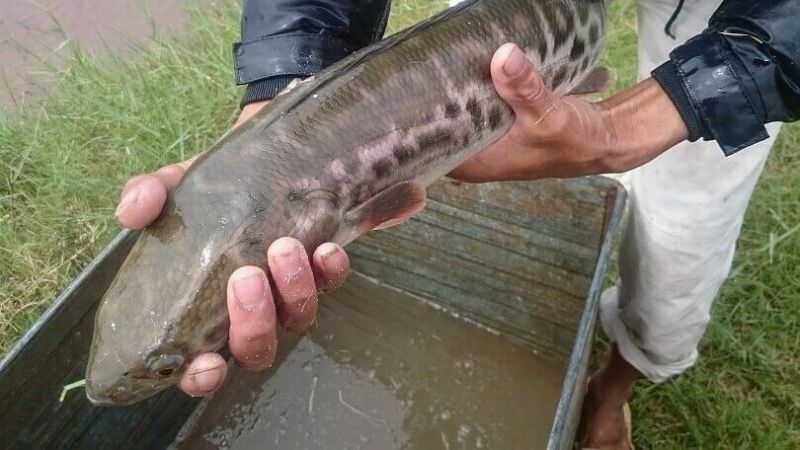 nằm mơ thấy bắt cá