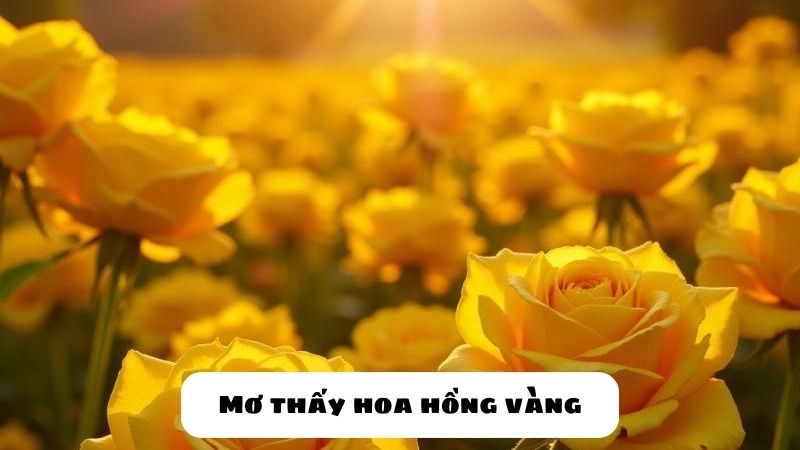 giấc mơ hoa hồng