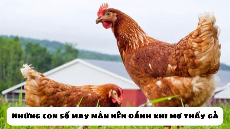 mơ thấy gà trống