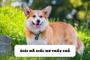 Giải mã giấc mơ thấy chó – Mơ thấy chó đánh lô đề con gì?
