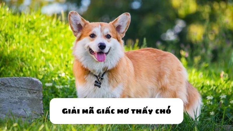 mơ thấy chó cắn