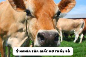 Mơ thấy con bò đánh số gì? Ý nghĩa của giấc mơ thấy bò