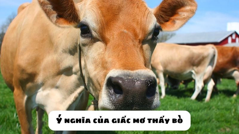 mơ thấy bò