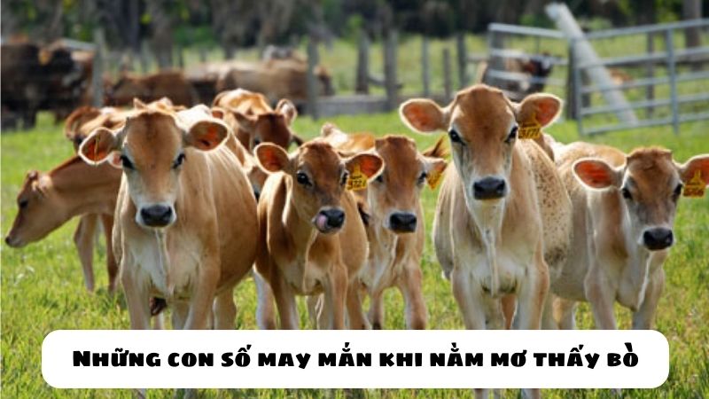 nằm mơ thấy con bò