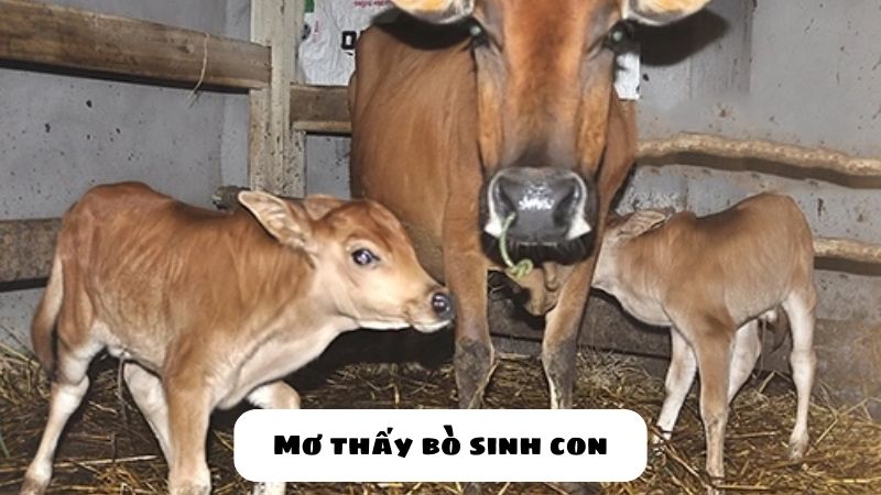 nằm mơ thấy bò