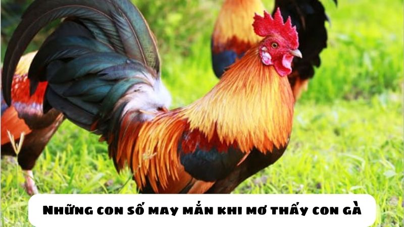 Những con số may mắn khi mơ thấy con gà