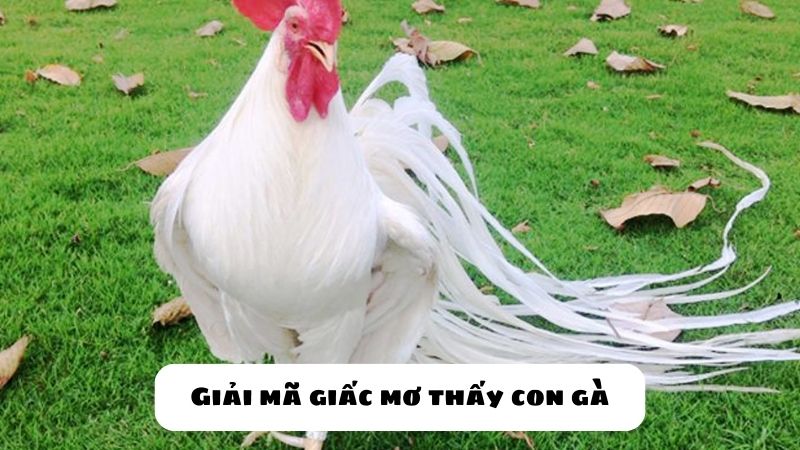 mơ thấy gà