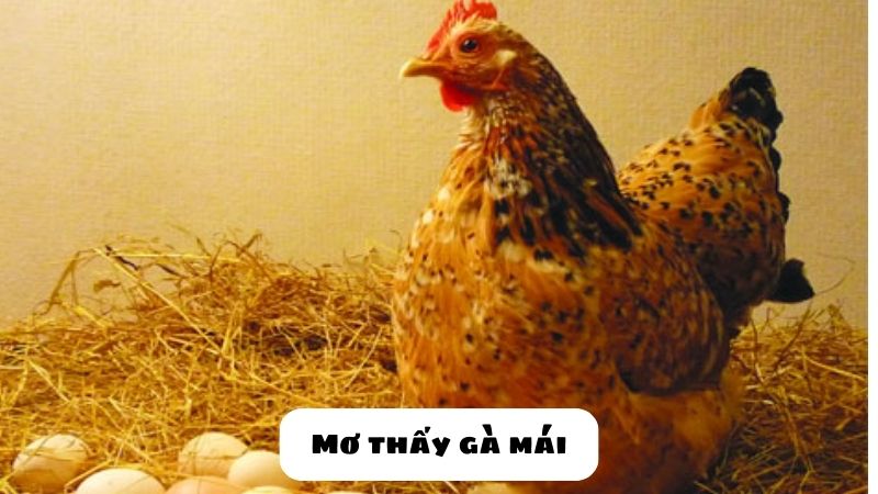 mơ thấy gà đánh con gì