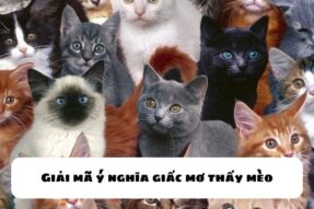 Mơ thấy mèo đánh lô đề còn gì? Cùng nhau giải mã ý nghĩa giấc mơ thấy mèo
