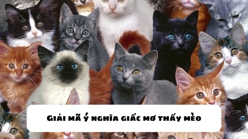 mơ thấy mèo