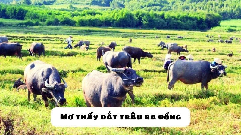 mơ thấy trâu đánh con gì