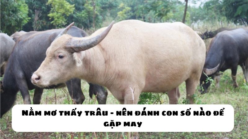 Nằm mơ thấy trâu – nên đánh con số nào để gặp may