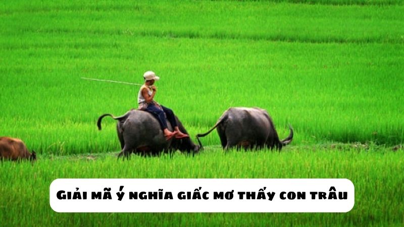 mơ thấy trâu