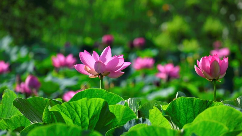 Nằm mơ thấy hoa sen nên đánh con gì cho chính xác