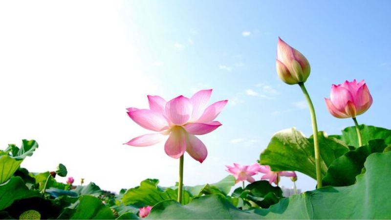 Những điềm báo khi gặp hoa sen trong giấc mơ
