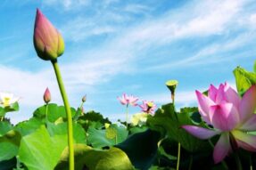 Nằm mơ thấy hoa sen đánh số gì? Giải mã giấc mơ thấy hoa sen