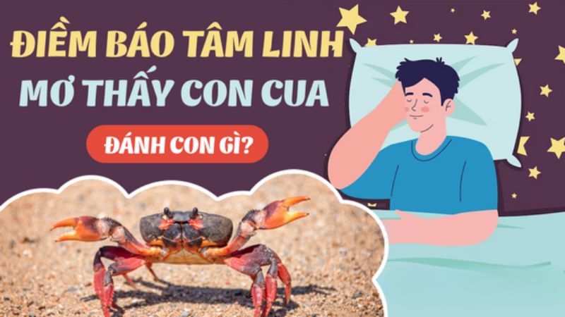 mơ thấy cua 1