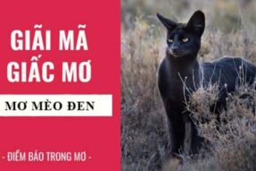 Ngủ mơ thấy mèo đen là điềm báo gì? Đánh con số mấy?