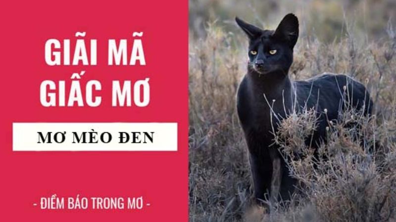 mơ thấy mèo đen 1