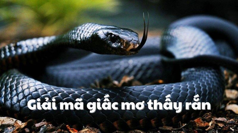 mơ thấy rắn