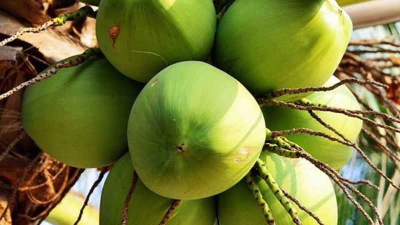 mơ thấy quả dừa
