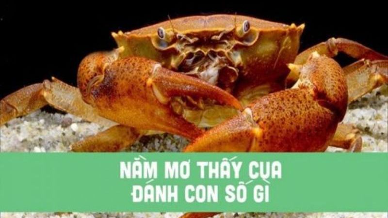 mơ thấy cua 2