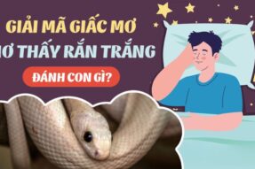 Ngủ mơ thấy rắn trắng là điềm gì? Con số may mắn liên quan