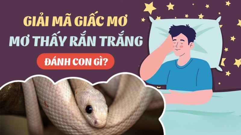 mơ thấy rắn trắng 2