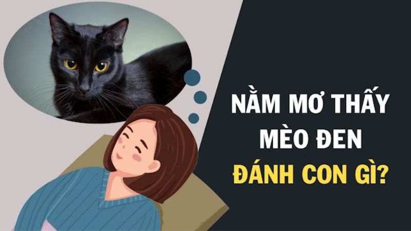 mơ thấy mèo đen 2