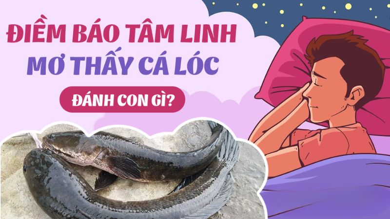 mơ thấy cá lóc 2